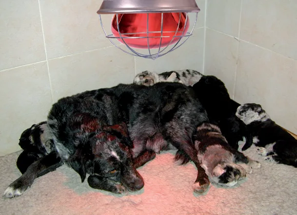 Lámparas infrarrojas - 250 W