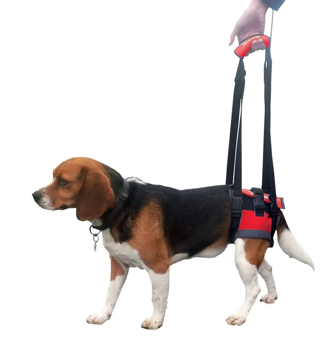 Arnés trasero de movilidad Handy Canis - S 33-36 cm