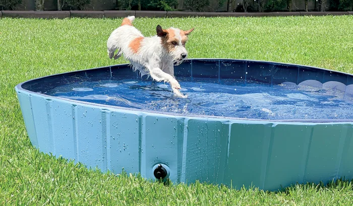 Piscina para perros - 80 x 20 cm