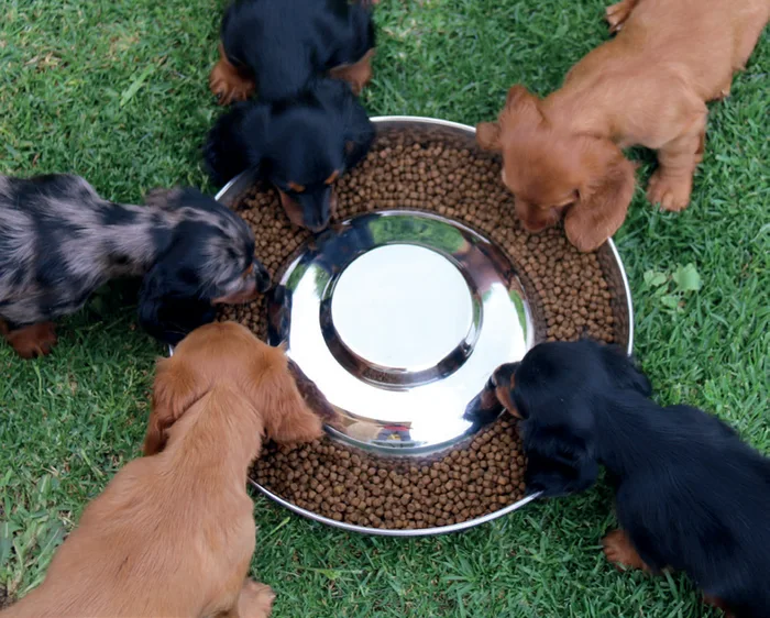 Cachorros - 2.4 L